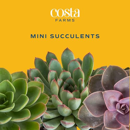 Costa Farms Succulents (6 Pack), Live Mini Succulent Plants, Grower's Choice Live Houseplants, Potted in Nursery Plant Pots, Potting Soil, Gift for Bulk Baby Shower, Bridal Shower, DIY Room Decor