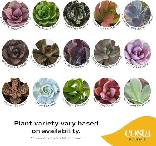 Costa Farms Succulents (6 Pack), Live Mini Succulent Plants, Grower's Choice Live Houseplants, Potted in Nursery Plant Pots, Potting Soil, Gift for Bulk Baby Shower, Bridal Shower, DIY Room Decor