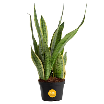 Costa Farms Snake, Sansevieria White-Natural Decor Planter Live Indoor Plant, 12-Inch Tall, Grower's Choice, Green, Yellow