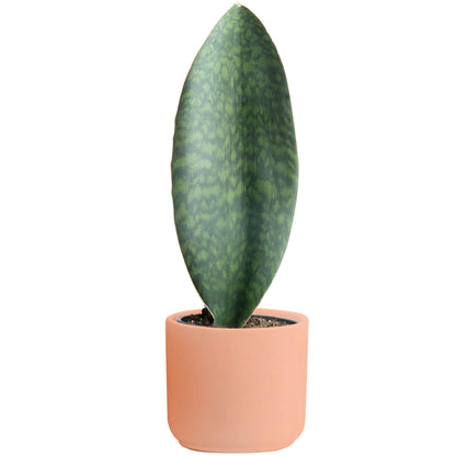 Costa Farms Snake, Sansevieria White-Natural Decor Planter Live Indoor Plant, 12-Inch Tall, Grower's Choice, Green, Yellow