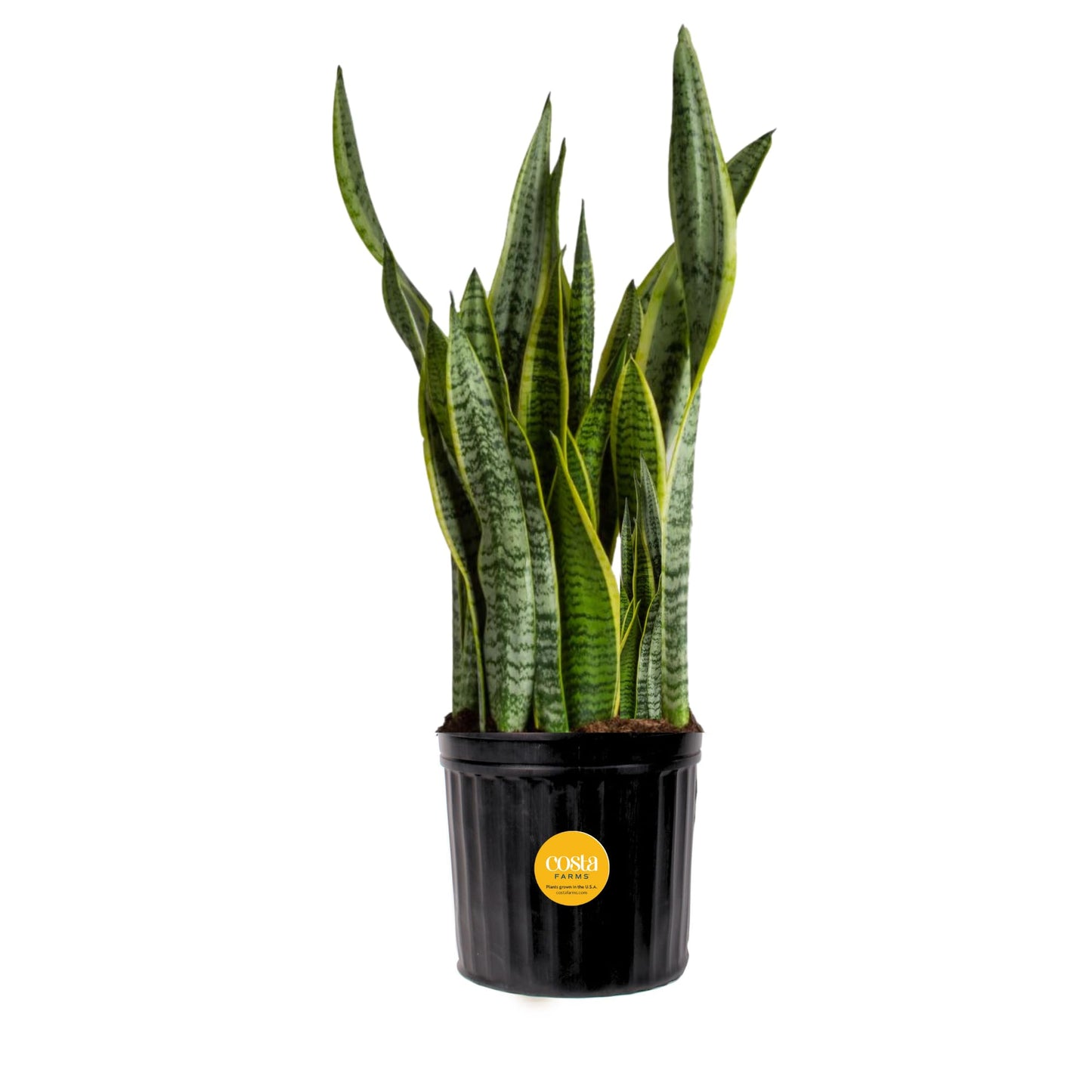 Costa Farms Snake, Sansevieria White-Natural Decor Planter Live Indoor Plant, 12-Inch Tall, Grower's Choice, Green, Yellow