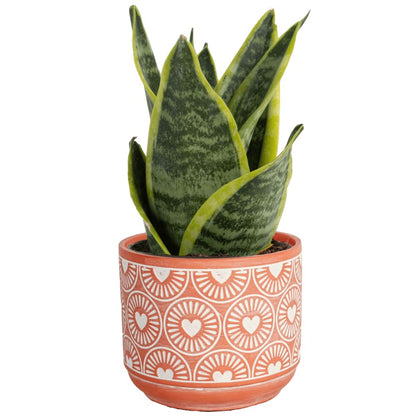 Costa Farms Snake, Sansevieria White-Natural Decor Planter Live Indoor Plant, 12-Inch Tall, Grower's Choice, Green, Yellow