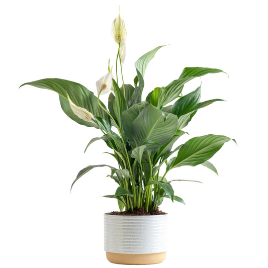 Costa Farms Peace Lily, Live Indoor Plant with Flowers, Easy to Grow Houseplant in Decorative Pot, Potting Soil, Thinking of You, Get Well Soon Gift, Room Decor, 1 Foot Tall