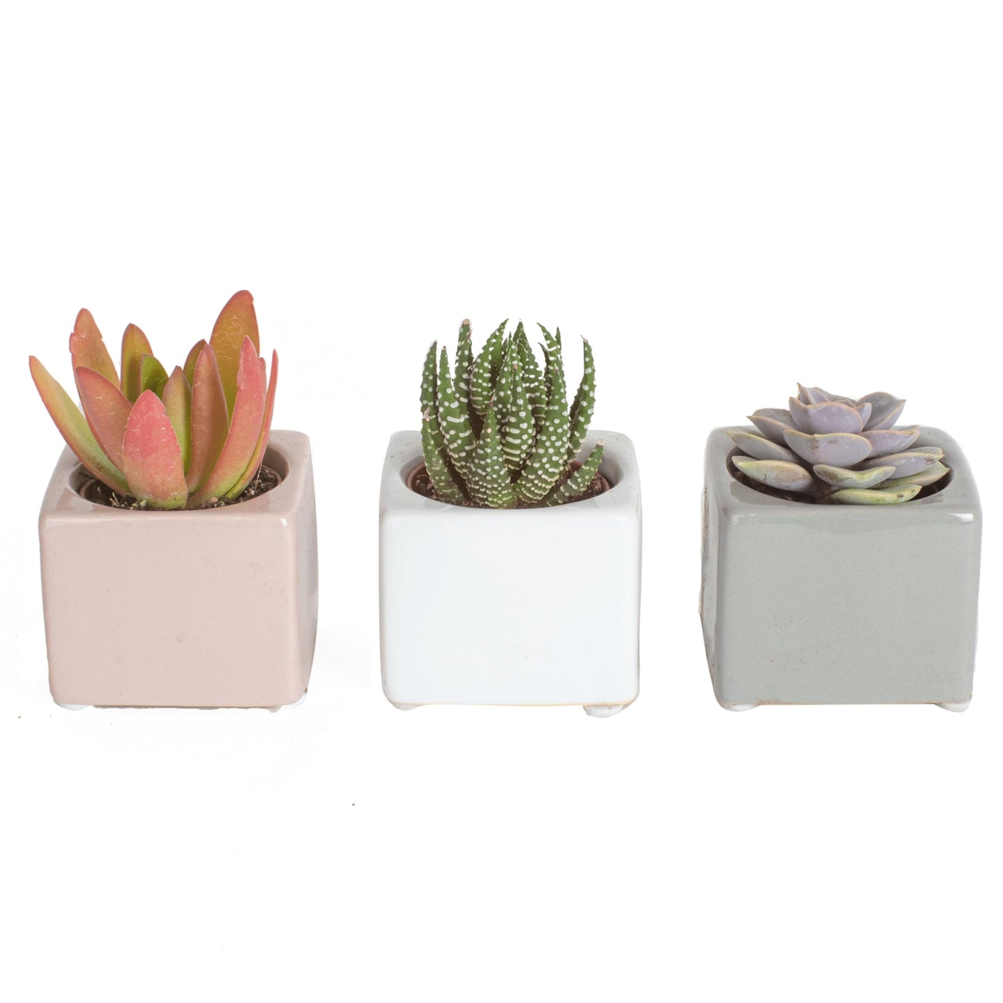 Costa Farms Succulents (6 Pack), Live Mini Succulent Plants, Grower's Choice Live Houseplants, Potted in Nursery Plant Pots, Potting Soil, Gift for Bulk Baby Shower, Bridal Shower, DIY Room Decor