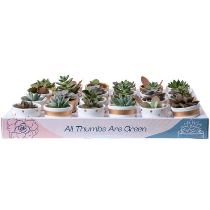 Costa Farms Succulents (6 Pack), Live Mini Succulent Plants, Grower's Choice Live Houseplants, Potted in Nursery Plant Pots, Potting Soil, Gift for Bulk Baby Shower, Bridal Shower, DIY Room Decor