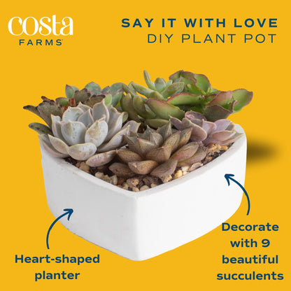 Costa Farms Succulents (6 Pack), Live Mini Succulent Plants, Grower's Choice Live Houseplants, Potted in Nursery Plant Pots, Potting Soil, Gift for Bulk Baby Shower, Bridal Shower, DIY Room Decor