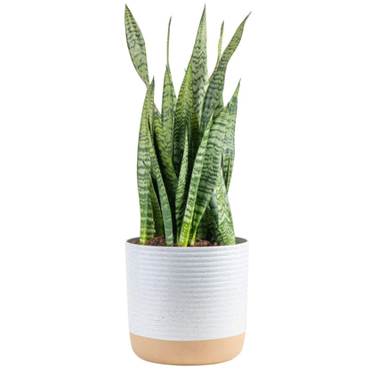 Costa Farms Snake, Sansevieria White-Natural Decor Planter Live Indoor Plant, 12-Inch Tall, Grower's Choice, Green, Yellow