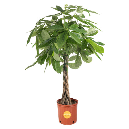 Costa Farms Money Tree, Easy Care Indoor Plant, Live Houseplant in Ceramic Planter Pot, Bonsai Potted in Potting Soil, Home Décor, Birthday Gift, New Home Gift, Outdoor Garden Gift, 16-Inches Tall