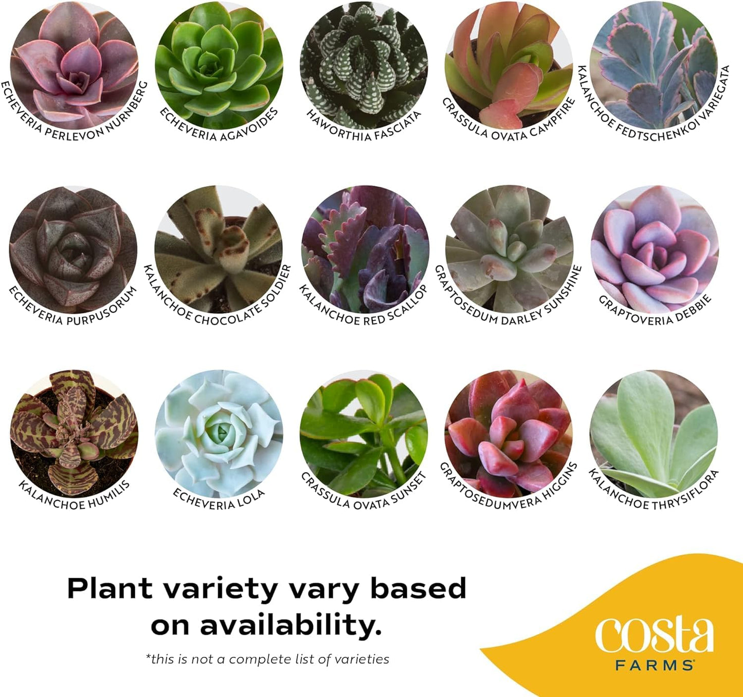 Costa Farms Succulents (6 Pack), Live Mini Succulent Plants, Grower's Choice Live Houseplants, Potted in Nursery Plant Pots, Potting Soil, Gift for Bulk Baby Shower, Bridal Shower, DIY Room Decor