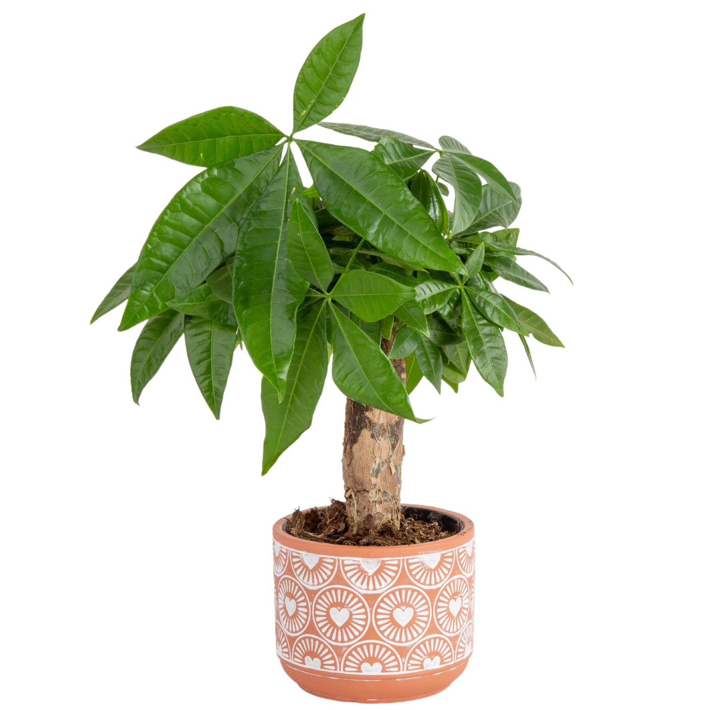 Costa Farms Money Tree, Easy Care Indoor Plant, Live Houseplant in Ceramic Planter Pot, Bonsai Potted in Potting Soil, Home Décor, Birthday Gift, New Home Gift, Outdoor Garden Gift, 16-Inches Tall