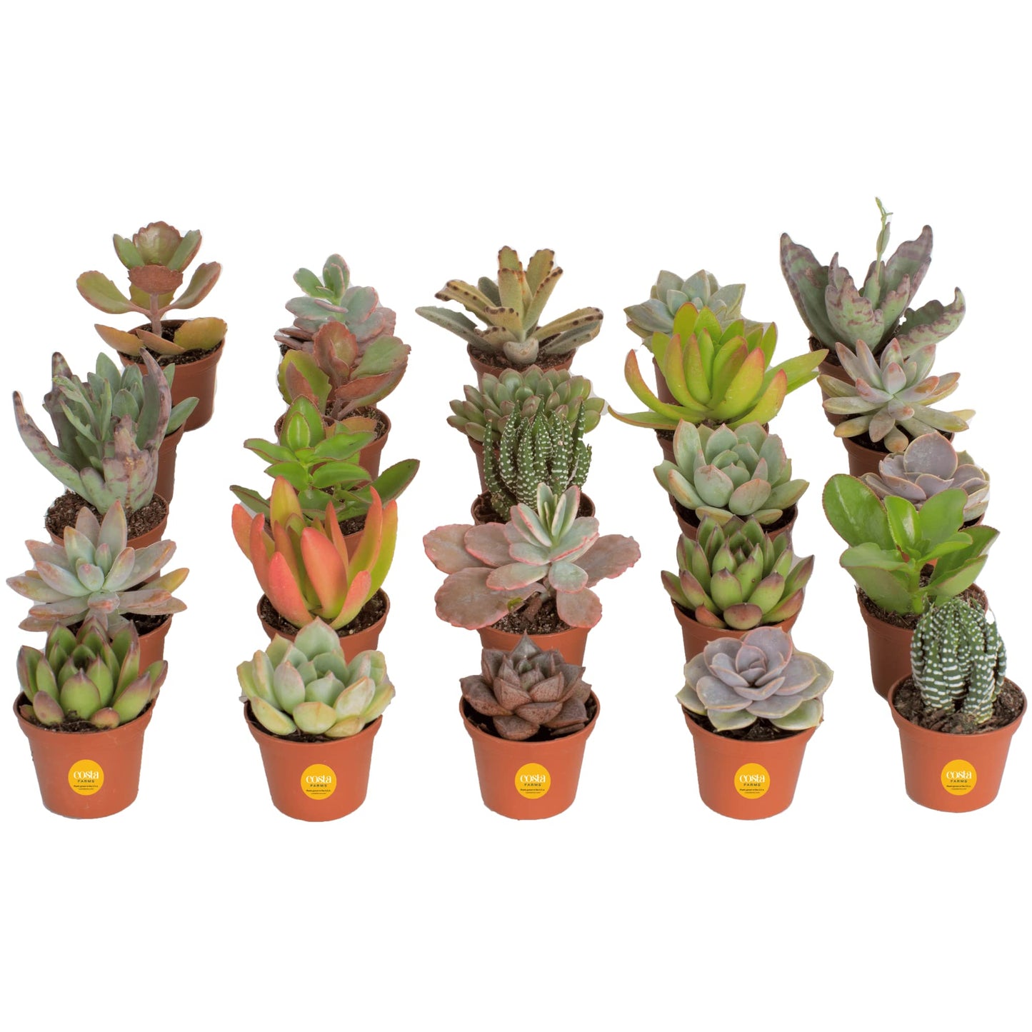 Costa Farms Succulents (6 Pack), Live Mini Succulent Plants, Grower's Choice Live Houseplants, Potted in Nursery Plant Pots, Potting Soil, Gift for Bulk Baby Shower, Bridal Shower, DIY Room Decor