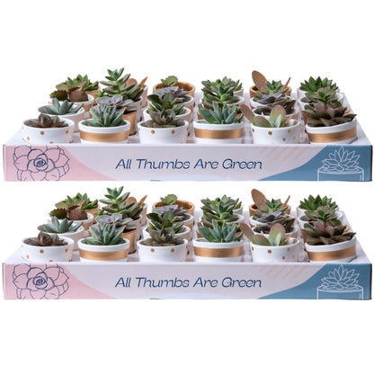 Costa Farms Succulents (6 Pack), Live Mini Succulent Plants, Grower's Choice Live Houseplants, Potted in Nursery Plant Pots, Potting Soil, Gift for Bulk Baby Shower, Bridal Shower, DIY Room Decor