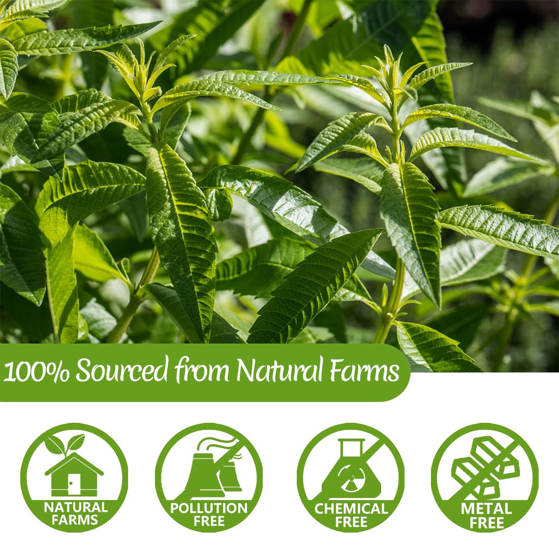 Premium 50 Mullein Leaf Tea Bags. Made with 100% Pure Mullein Leaves, for Lungs Cleanse and Respiratory Support, No Flavoring & No Additives & Caffeine Free.