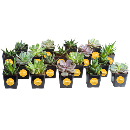 Costa Farms Succulents (6 Pack), Live Mini Succulent Plants, Grower's Choice Live Houseplants, Potted in Nursery Plant Pots, Potting Soil, Gift for Bulk Baby Shower, Bridal Shower, DIY Room Decor