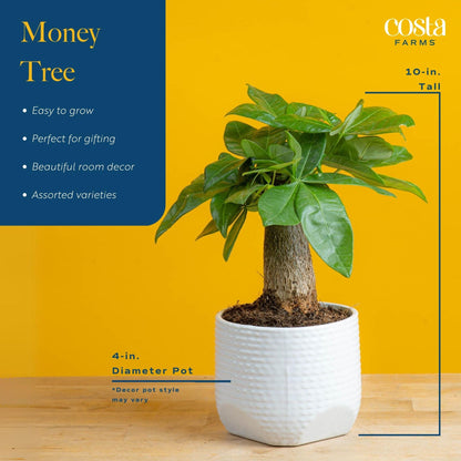 Costa Farms Money Tree, Easy Care Indoor Plant, Live Houseplant in Ceramic Planter Pot, Bonsai Potted in Potting Soil, Home Décor, Birthday Gift, New Home Gift, Outdoor Garden Gift, 16-Inches Tall