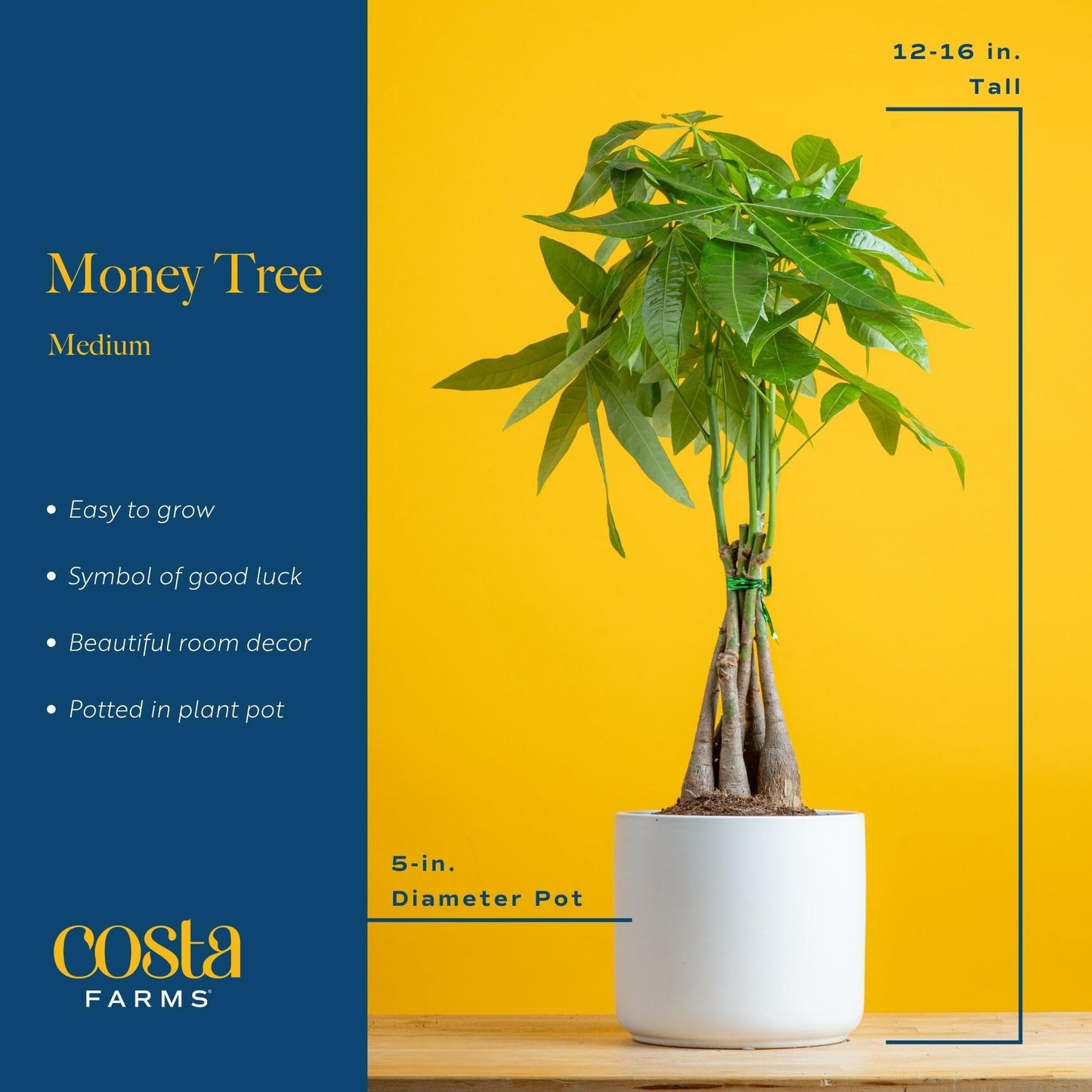 Costa Farms Money Tree, Easy Care Indoor Plant, Live Houseplant in Ceramic Planter Pot, Bonsai Potted in Potting Soil, Home Décor, Birthday Gift, New Home Gift, Outdoor Garden Gift, 16-Inches Tall