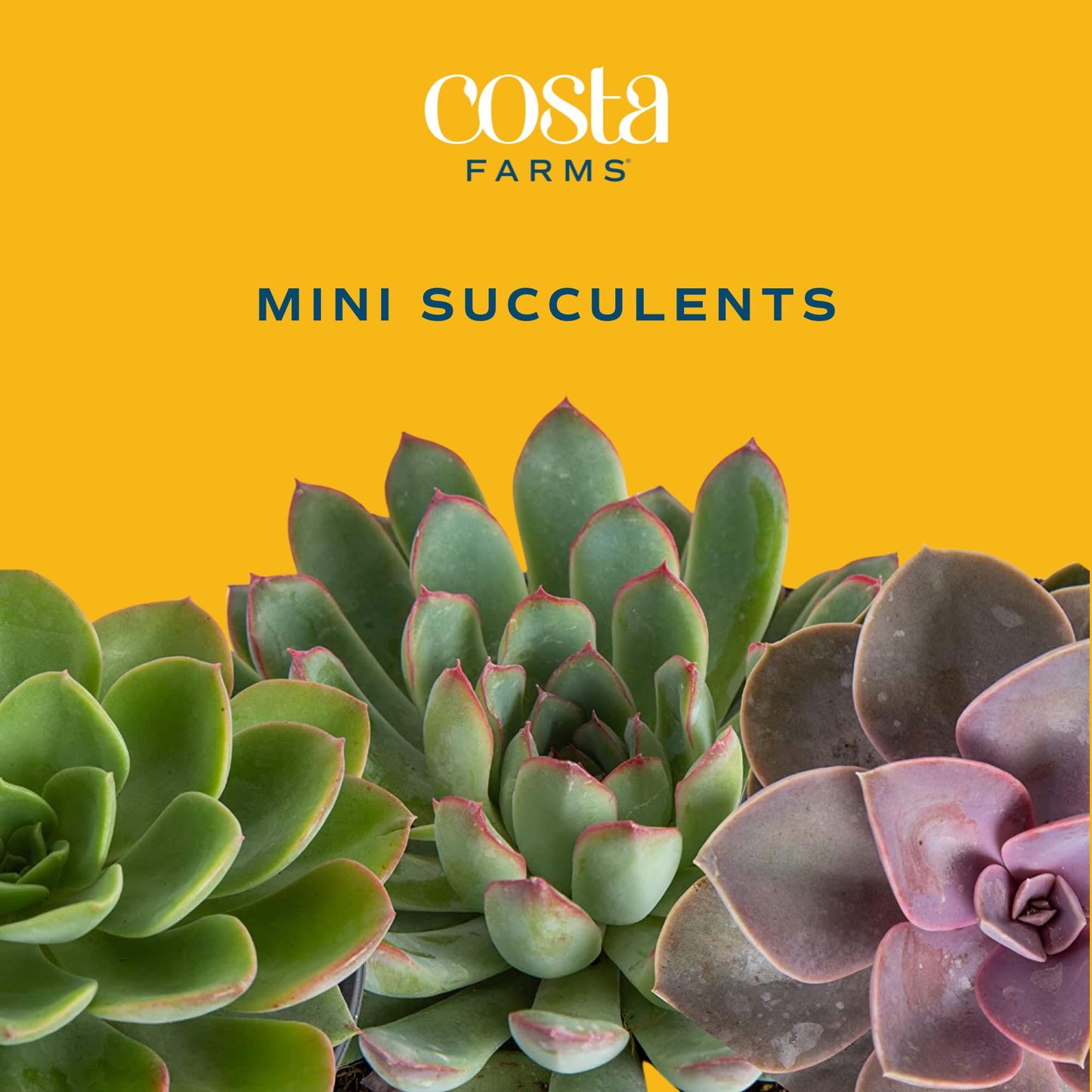 Costa Farms Succulents (6 Pack), Live Mini Succulent Plants, Grower's Choice Live Houseplants, Potted in Nursery Plant Pots, Potting Soil, Gift for Bulk Baby Shower, Bridal Shower, DIY Room Decor