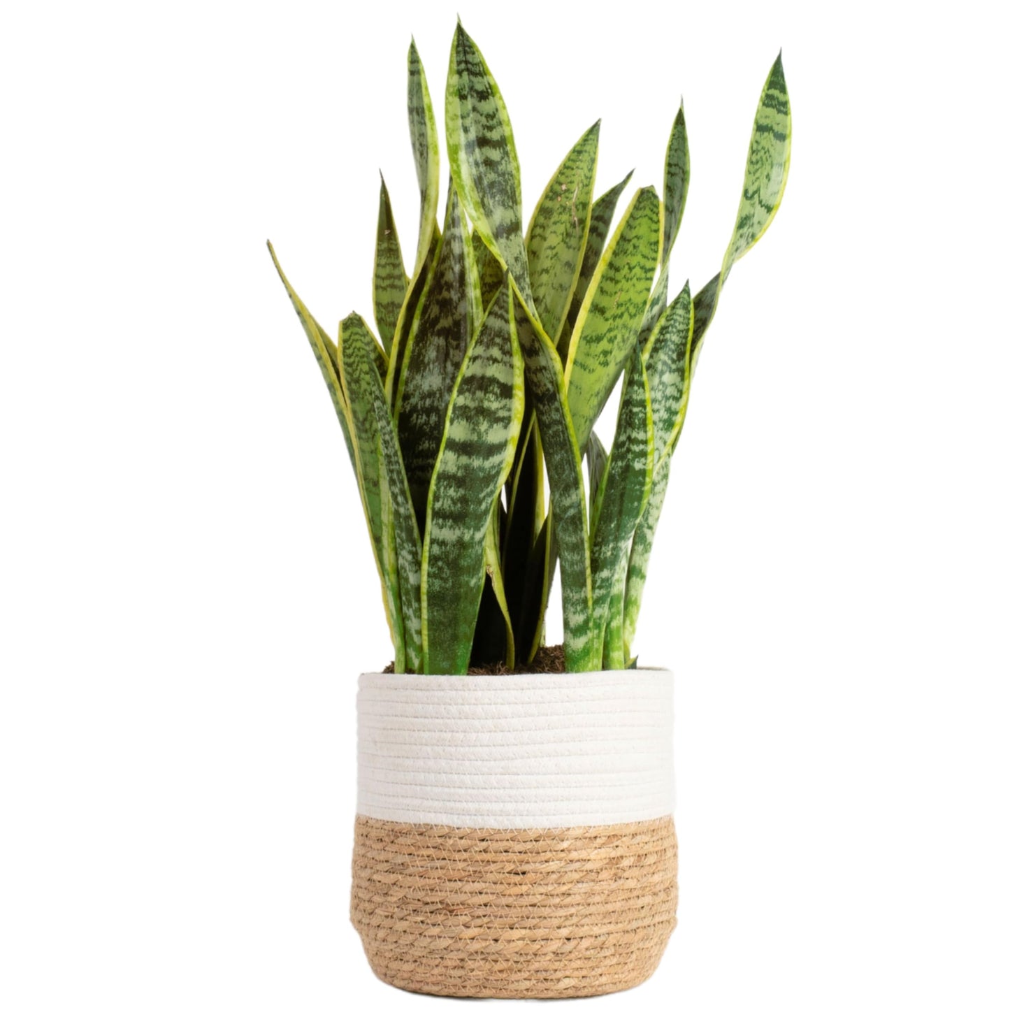 Costa Farms Snake, Sansevieria White-Natural Decor Planter Live Indoor Plant, 12-Inch Tall, Grower's Choice, Green, Yellow