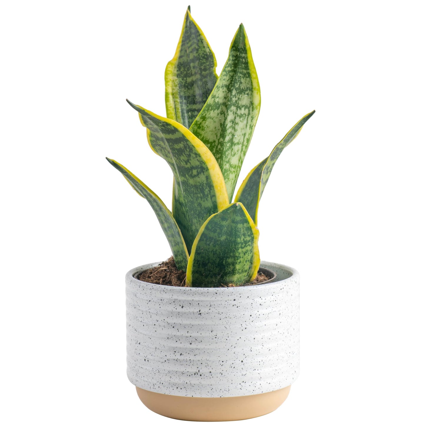 Costa Farms Snake, Sansevieria White-Natural Decor Planter Live Indoor Plant, 12-Inch Tall, Grower's Choice, Green, Yellow