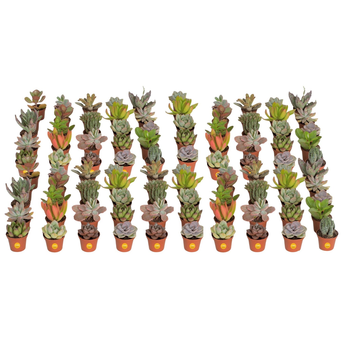 Costa Farms Succulents (6 Pack), Live Mini Succulent Plants, Grower's Choice Live Houseplants, Potted in Nursery Plant Pots, Potting Soil, Gift for Bulk Baby Shower, Bridal Shower, DIY Room Decor