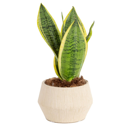 Costa Farms Snake, Sansevieria White-Natural Decor Planter Live Indoor Plant, 12-Inch Tall, Grower's Choice, Green, Yellow