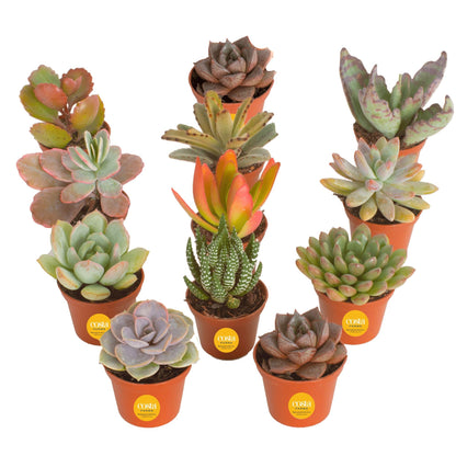 Costa Farms Succulents (6 Pack), Live Mini Succulent Plants, Grower's Choice Live Houseplants, Potted in Nursery Plant Pots, Potting Soil, Gift for Bulk Baby Shower, Bridal Shower, DIY Room Decor