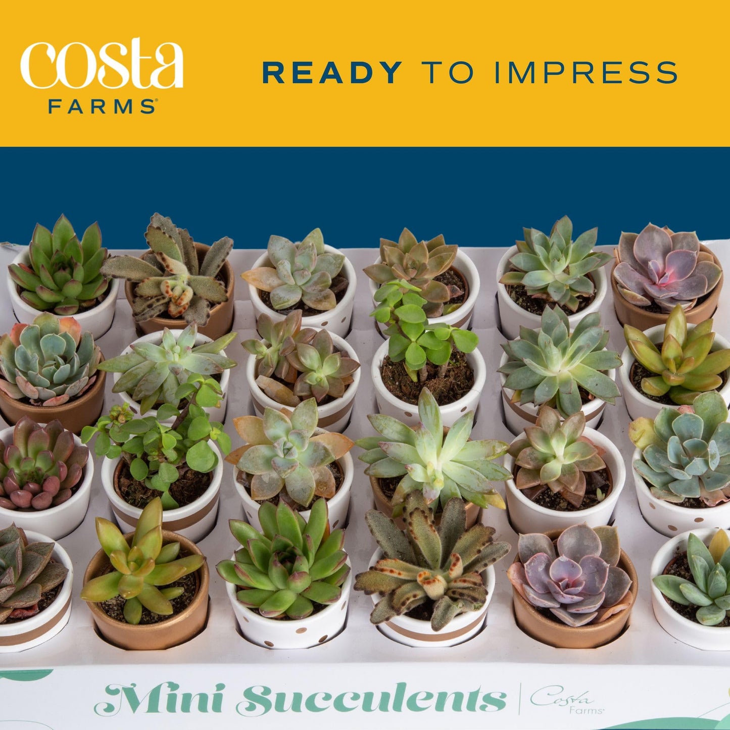 Costa Farms Succulents (6 Pack), Live Mini Succulent Plants, Grower's Choice Live Houseplants, Potted in Nursery Plant Pots, Potting Soil, Gift for Bulk Baby Shower, Bridal Shower, DIY Room Decor