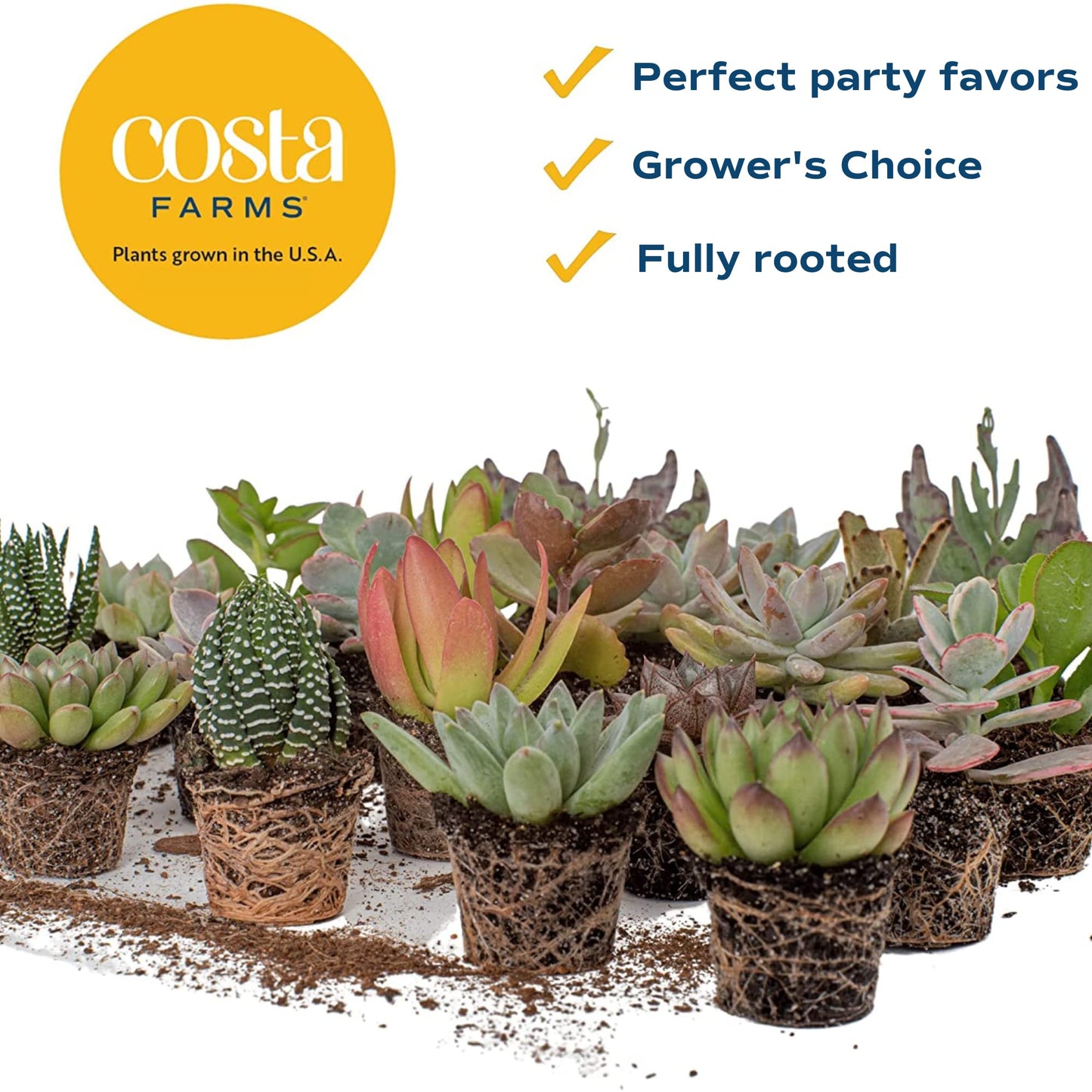 Costa Farms Succulents (6 Pack), Live Mini Succulent Plants, Grower's Choice Live Houseplants, Potted in Nursery Plant Pots, Potting Soil, Gift for Bulk Baby Shower, Bridal Shower, DIY Room Decor