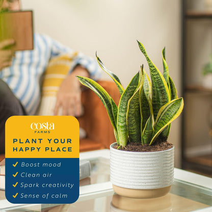 Costa Farms Snake, Sansevieria White-Natural Decor Planter Live Indoor Plant, 12-Inch Tall, Grower's Choice, Green, Yellow