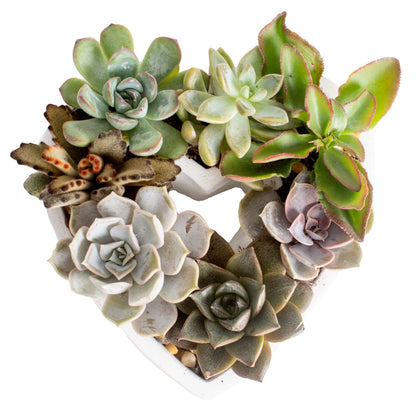 Costa Farms Succulents (6 Pack), Live Mini Succulent Plants, Grower's Choice Live Houseplants, Potted in Nursery Plant Pots, Potting Soil, Gift for Bulk Baby Shower, Bridal Shower, DIY Room Decor