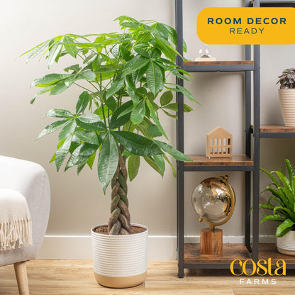 Costa Farms Money Tree, Easy Care Indoor Plant, Live Houseplant in Ceramic Planter Pot, Bonsai Potted in Potting Soil, Home Décor, Birthday Gift, New Home Gift, Outdoor Garden Gift, 16-Inches Tall