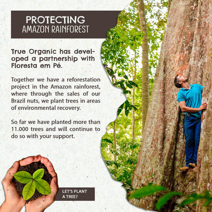 Floresta em Pé The True Organic Premium Brazil Nuts (15oz) Raw & Unsalted | Kosher | Non-Gmo | Certified Organic | Fresh | Vegan | Gluten Free | Keto & Paleo Friendly | Sustainably Harvested