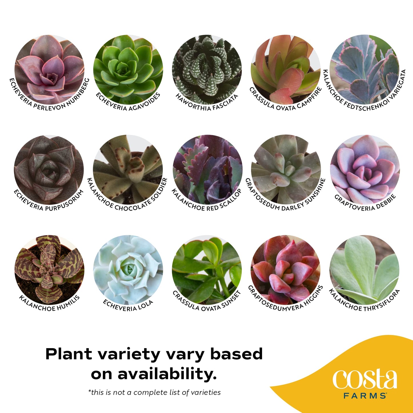 Costa Farms Succulents (6 Pack), Live Mini Succulent Plants, Grower's Choice Live Houseplants, Potted in Nursery Plant Pots, Potting Soil, Gift for Bulk Baby Shower, Bridal Shower, DIY Room Decor