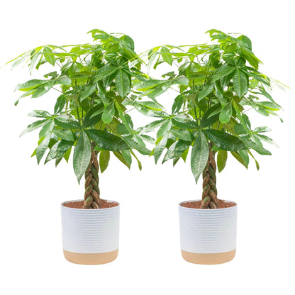 Costa Farms Money Tree, Easy Care Indoor Plant, Live Houseplant in Ceramic Planter Pot, Bonsai Potted in Potting Soil, Home Décor, Birthday Gift, New Home Gift, Outdoor Garden Gift, 16-Inches Tall