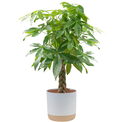 Costa Farms Money Tree, Easy Care Indoor Plant, Live Houseplant in Ceramic Planter Pot, Bonsai Potted in Potting Soil, Home Décor, Birthday Gift, New Home Gift, Outdoor Garden Gift, 16-Inches Tall