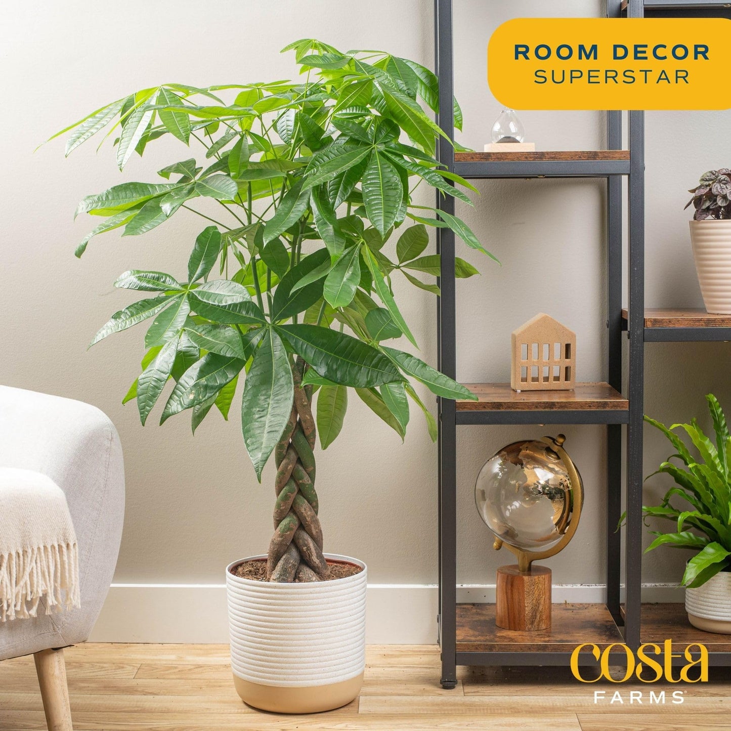 Costa Farms Money Tree, Easy Care Indoor Plant, Live Houseplant in Ceramic Planter Pot, Bonsai Potted in Potting Soil, Home Décor, Birthday Gift, New Home Gift, Outdoor Garden Gift, 16-Inches Tall