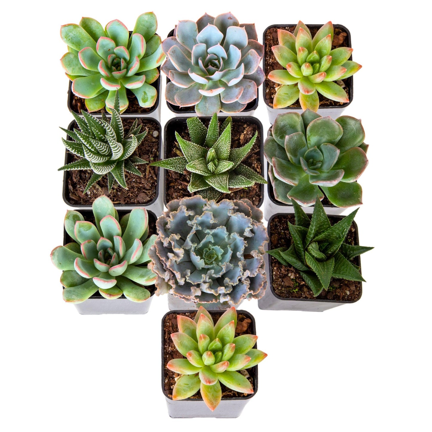 Costa Farms Succulents (6 Pack), Live Mini Succulent Plants, Grower's Choice Live Houseplants, Potted in Nursery Plant Pots, Potting Soil, Gift for Bulk Baby Shower, Bridal Shower, DIY Room Decor