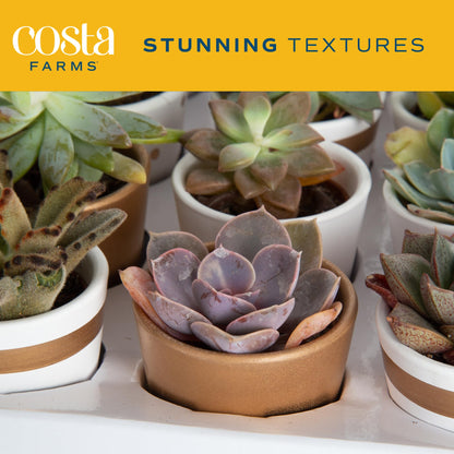 Costa Farms Succulents (6 Pack), Live Mini Succulent Plants, Grower's Choice Live Houseplants, Potted in Nursery Plant Pots, Potting Soil, Gift for Bulk Baby Shower, Bridal Shower, DIY Room Decor