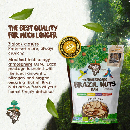 Floresta em Pé The True Organic Premium Brazil Nuts (15oz) Raw & Unsalted | Kosher | Non-Gmo | Certified Organic | Fresh | Vegan | Gluten Free | Keto & Paleo Friendly | Sustainably Harvested