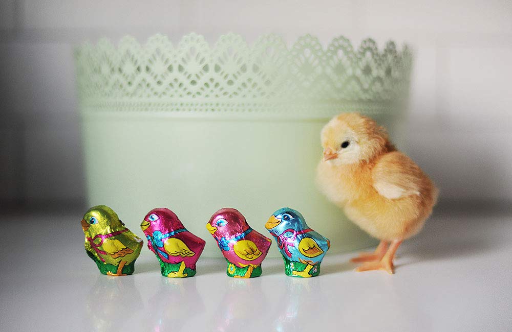 Madelaine Solid Premium Milk Chocolate Easter Baby Chicks Wrapped In Colorful Italian Foils (1/2 LB)